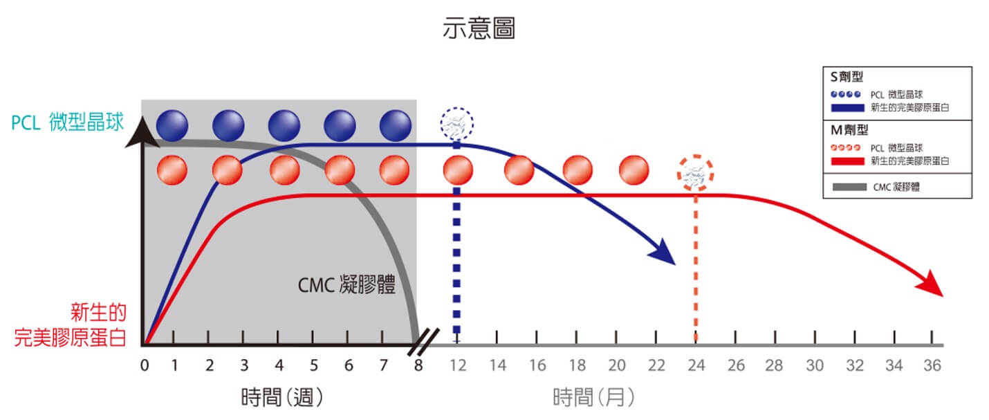 PCL微型晶球與新生的膠原蛋白持續表現示意圖