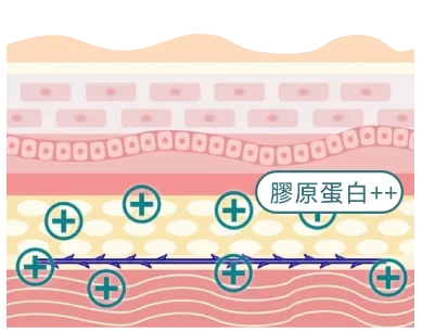 埋線拉提原理肌膚示意圖-刺激膠原蛋白