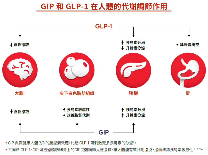GIP 和 GLP-1 在人體的代謝調節作用