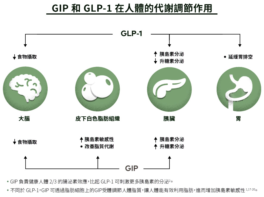 GIP 和 GLP-1 在人體的代謝調節作用