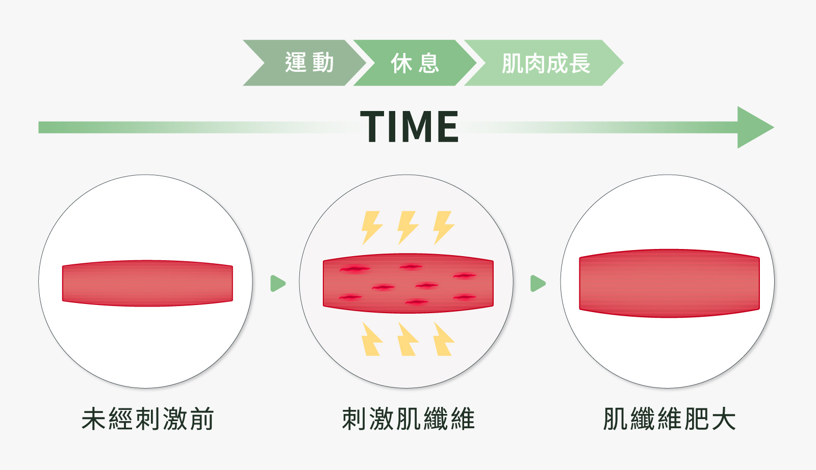 身體在運動或健身過後，透過細胞修復或替換受到破壞的肌肉纖維，將肌肉纖維融合在一起，形成新的肌肉蛋白鏈或肌纖維