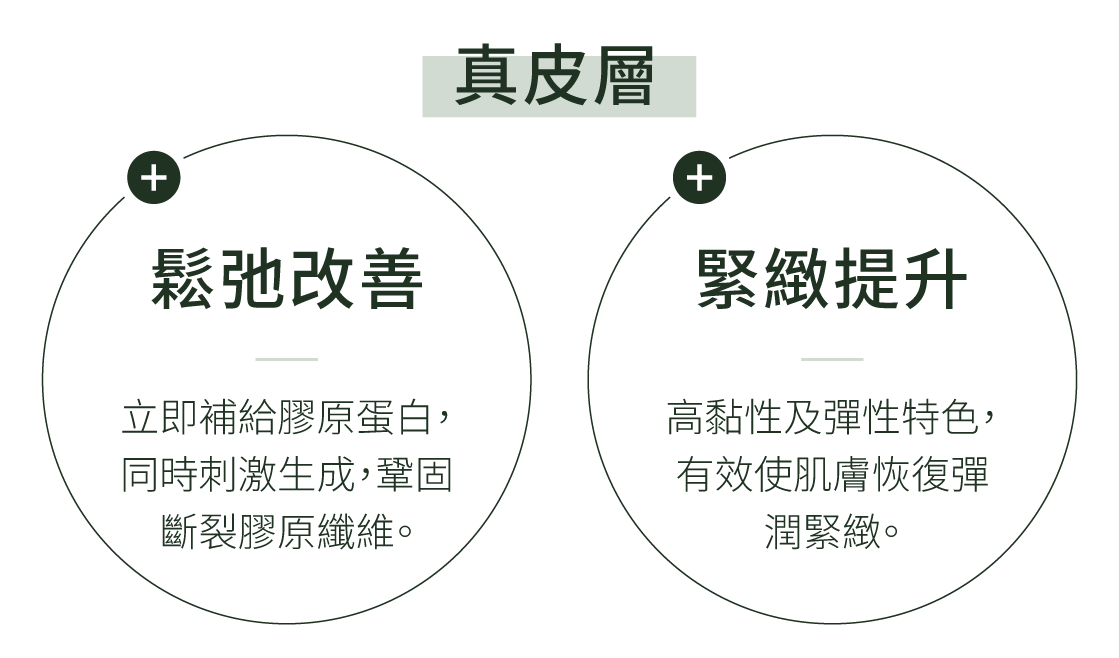 膠原蛋白熊貓針對真皮層的改善