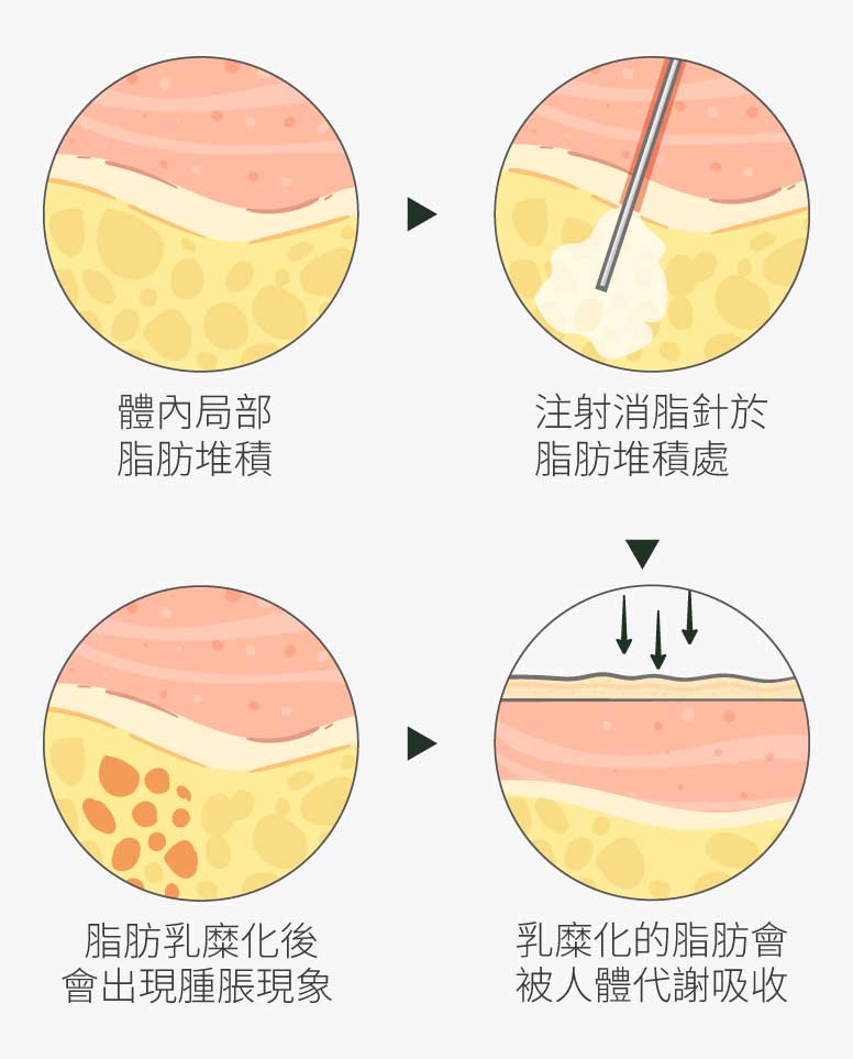 倍克脂細胞作用過程