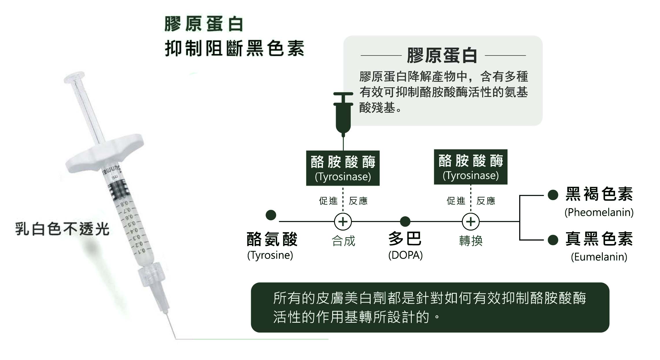 膠原蛋白熊貓針抑制、阻斷黑色素作用機轉
