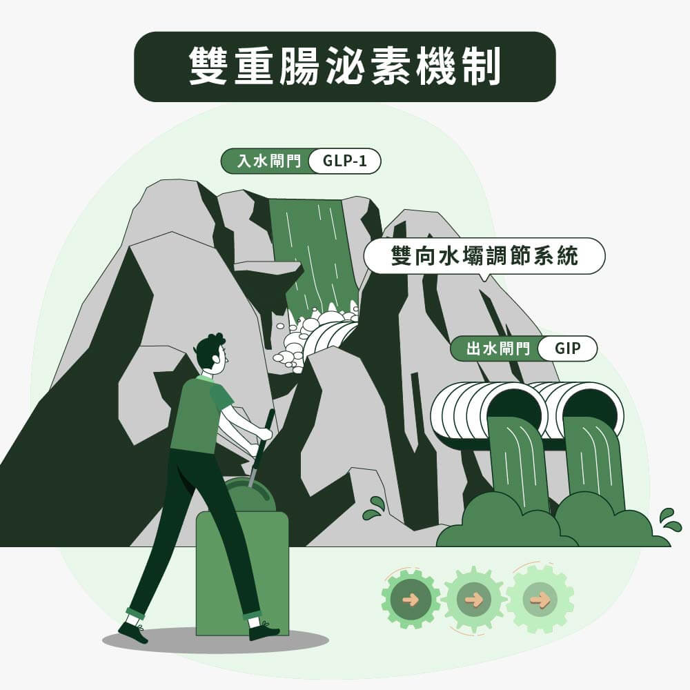 雙重腸泌素機制-GLP+GIP