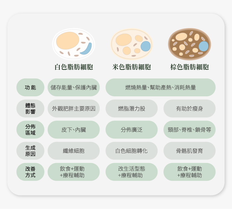 減脂懶人包__三種脂肪類型與功能介紹