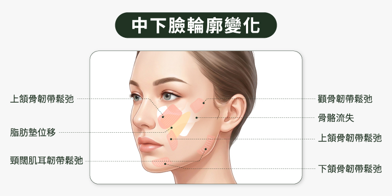 中下臉輪廓變化
