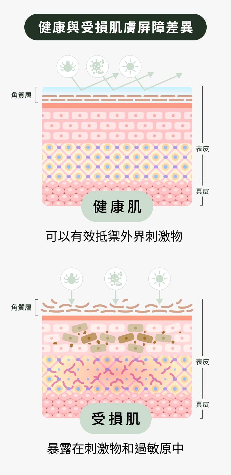 健康與受損肌膚屏障差異