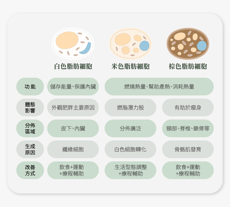 減脂懶人包__三種脂肪類型與功能介紹