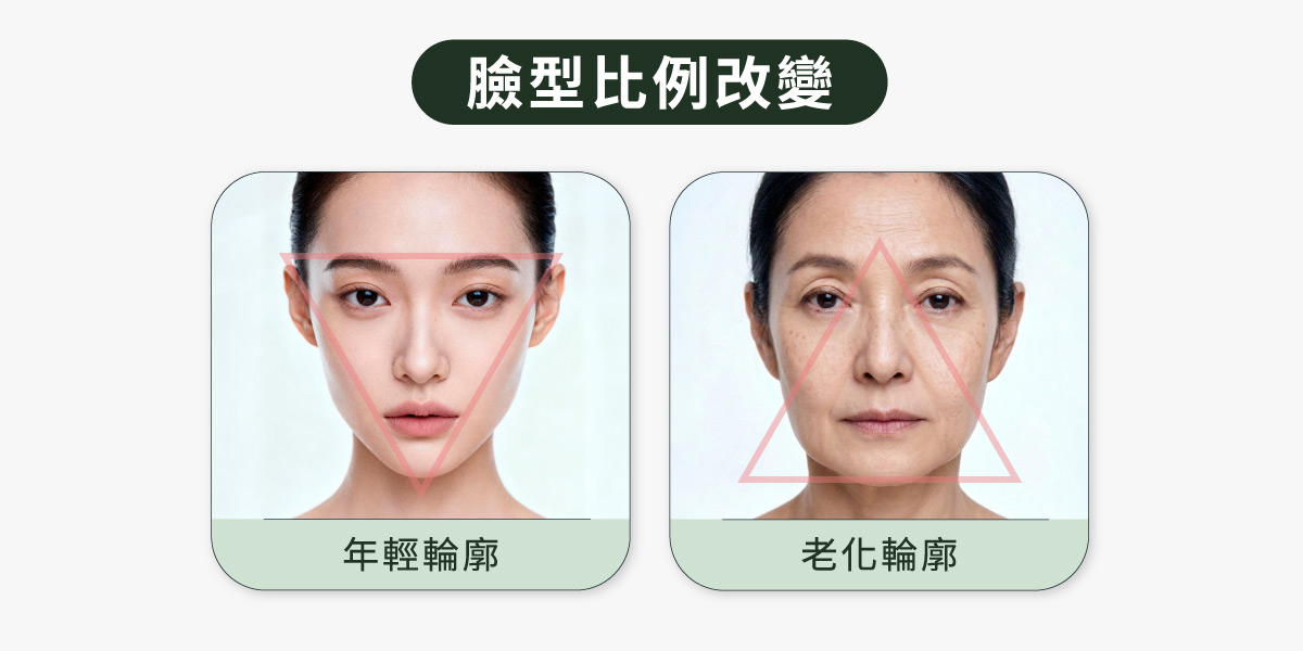 輪廓線消失_年輕與老化臉型輪廓改變