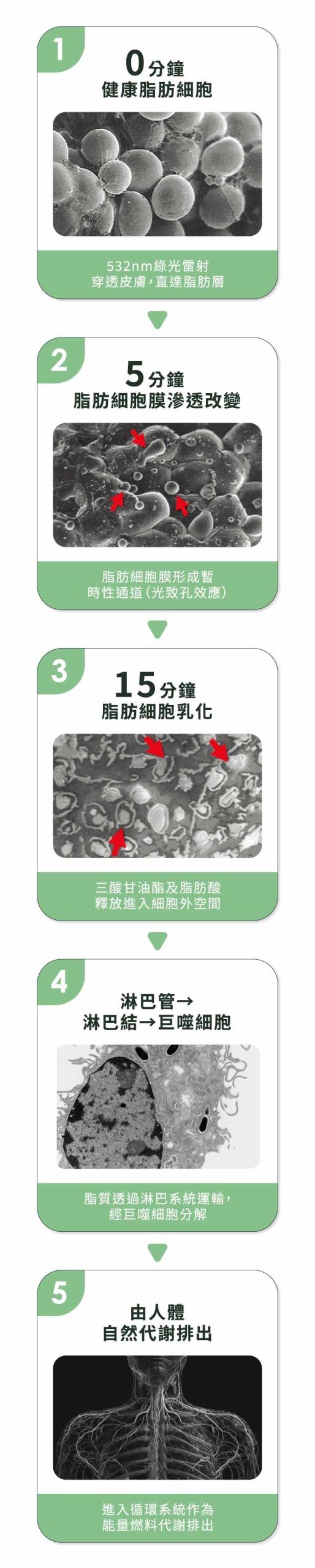 綠寶石減脂雷射-脂肪代謝5步驟