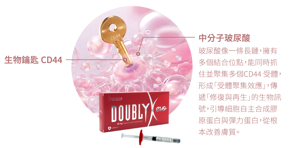 彈力針原理:玻尿酸像一條長鏈，擁有多個結合位點，能同時抓住並聚集多個CD44 受體，形成「受體聚集效應」，傳遞「修復與再生」的生物訊號，引導細胞自主合成膠原蛋白與彈力蛋白，從根本改善膚質