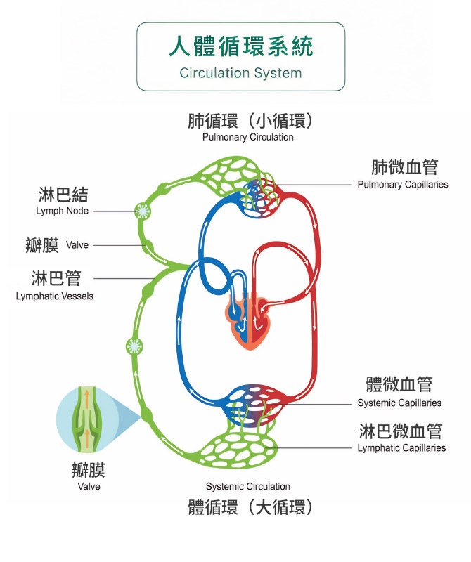 綠寶石減脂雷射Emerald Laser™治療後，脂肪代謝路徑