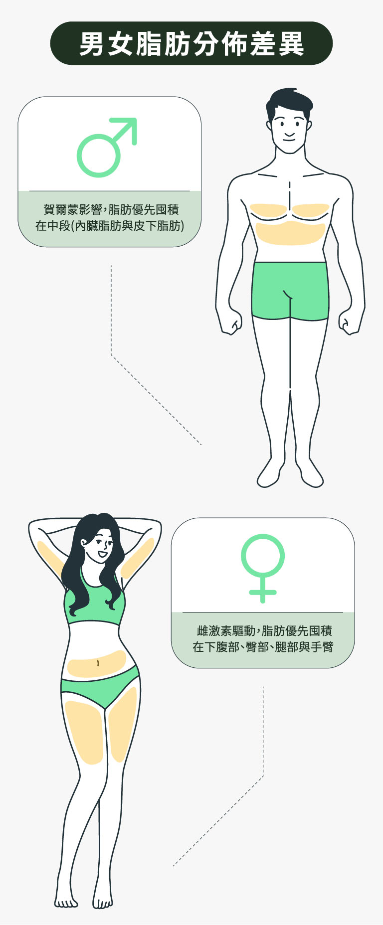 男女脂肪分布差異