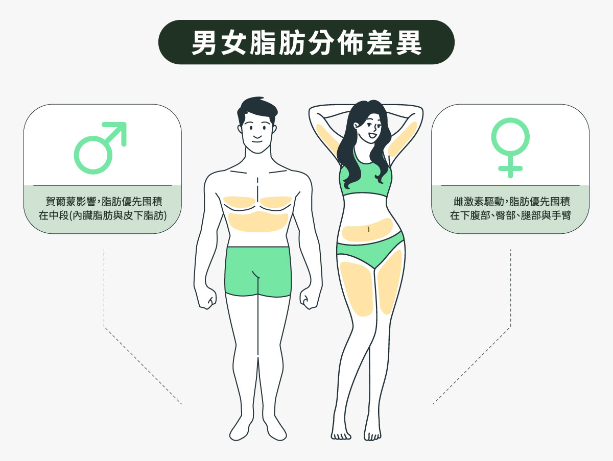 男女脂肪分布差異