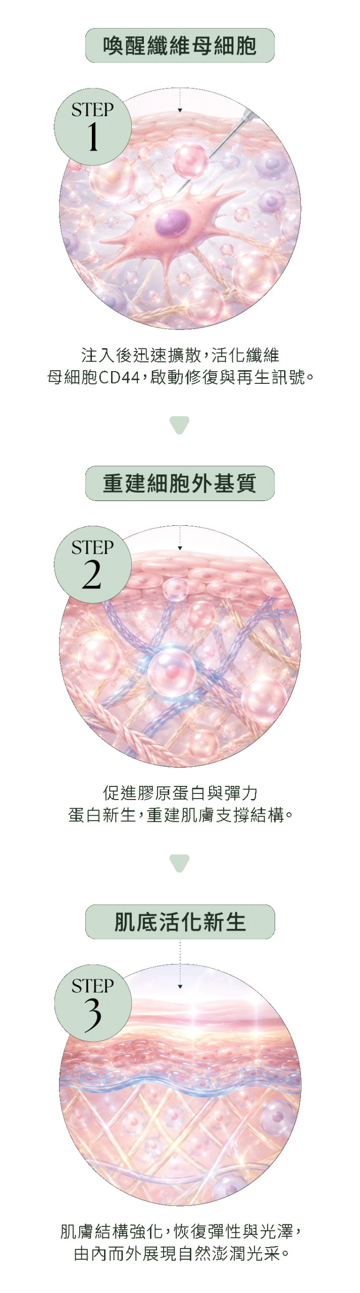彈力針三步驟作用機制