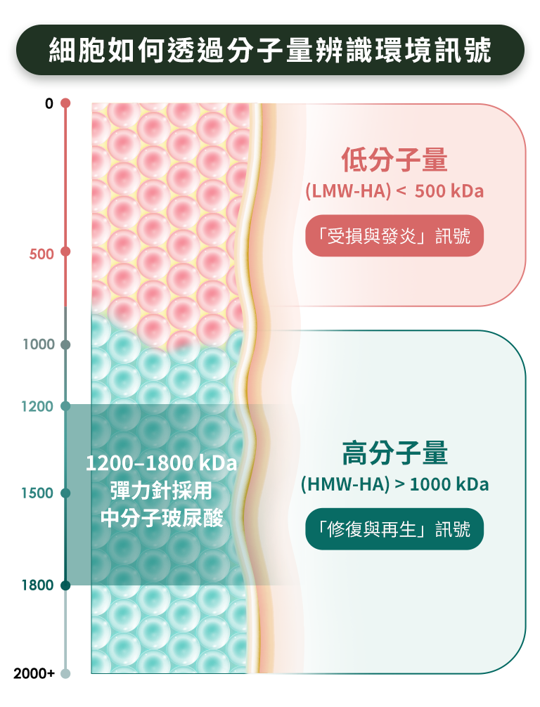 玻尿酸的分子量大小決定「再生」還是「發炎」