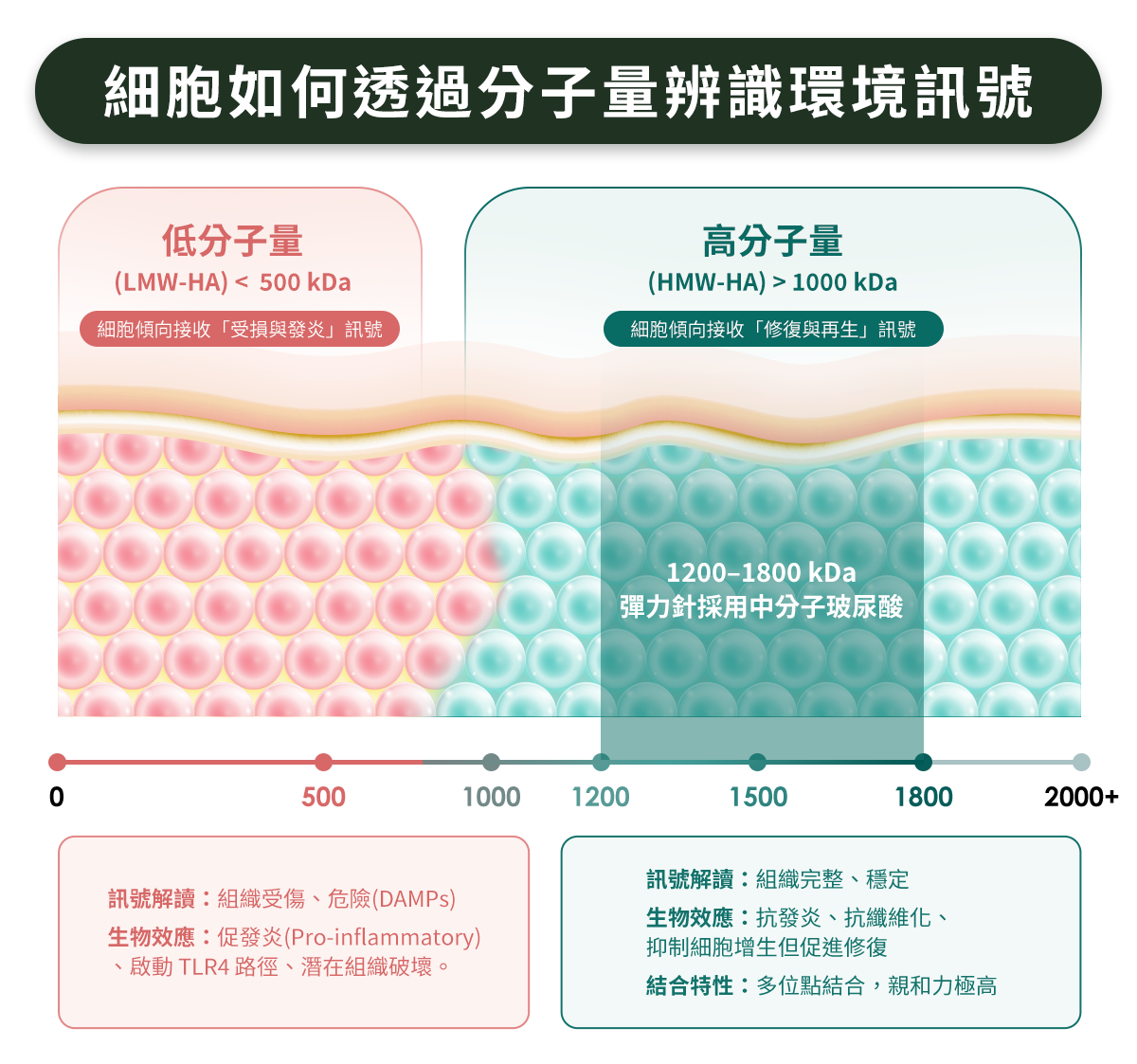 玻尿酸的分子量大小決定「再生」還是「發炎」