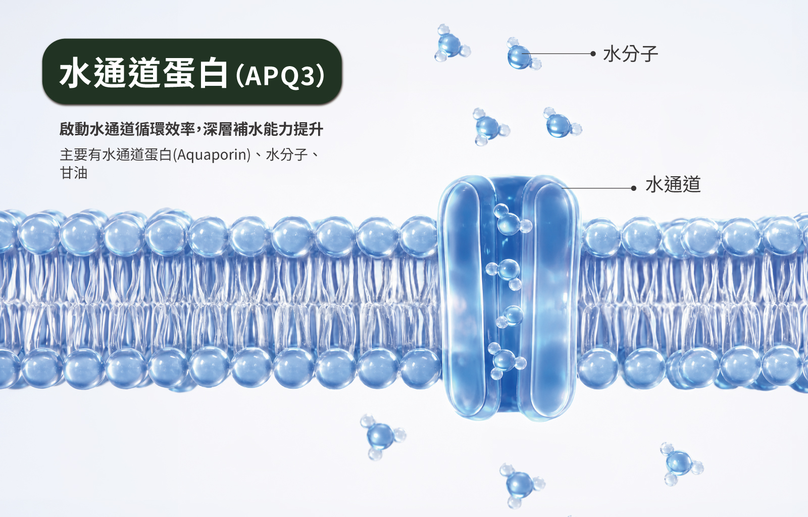 水通道蛋白(APQ3) ：啟動水通道循環效率，深啟動水通道循環效率，深層補水能力提升