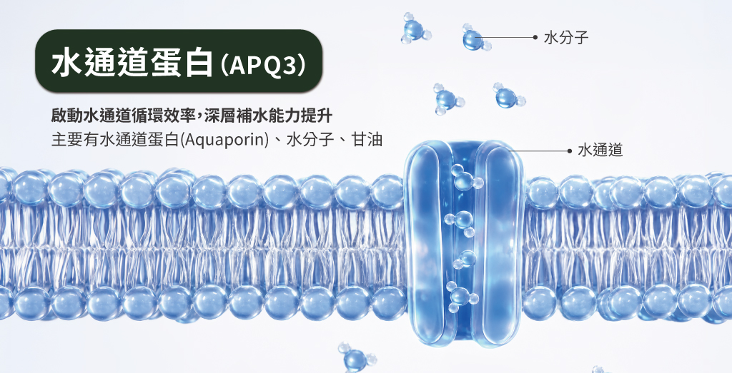 水通道蛋白(APQ3) ：啟動水通道循環效率，深啟動水通道循環效率，深層補水能力提升